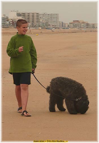 Bouvier des Flandres Association &Ocirc; Dis Moi BouBou